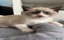 Mixed Breed cats for sale: Beautiful mix breed kittens - Image 14