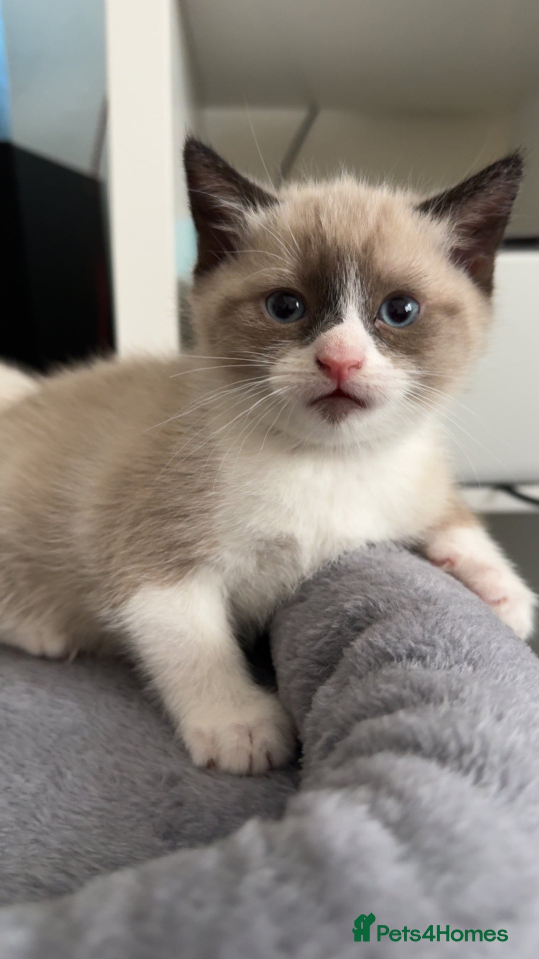 Mixed Breed cats for sale: Beautiful mix breed kittens - Image 14