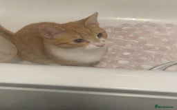 Domestic Shorthair cats for sale: Tom kitten ginger - Image 3