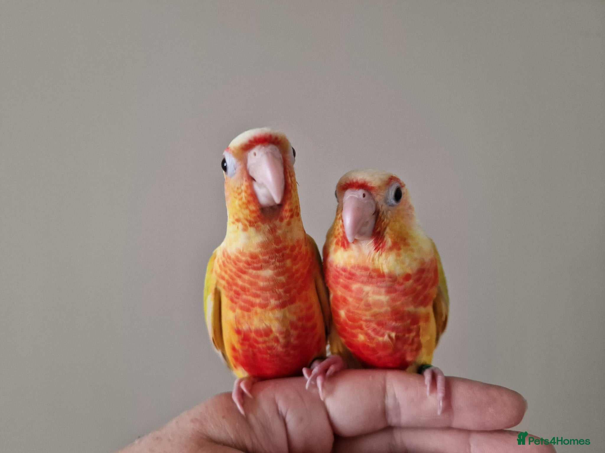 Conures birds Super adorable fully hand reared baby conures  - Advert 3
