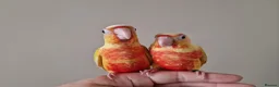 Conures birds for sale: Super adorable fully hand reared baby conures  - Advert 9