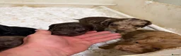 Sproodle dogs for sale: Beautiful Sproodles for sale F1 - Advert 7