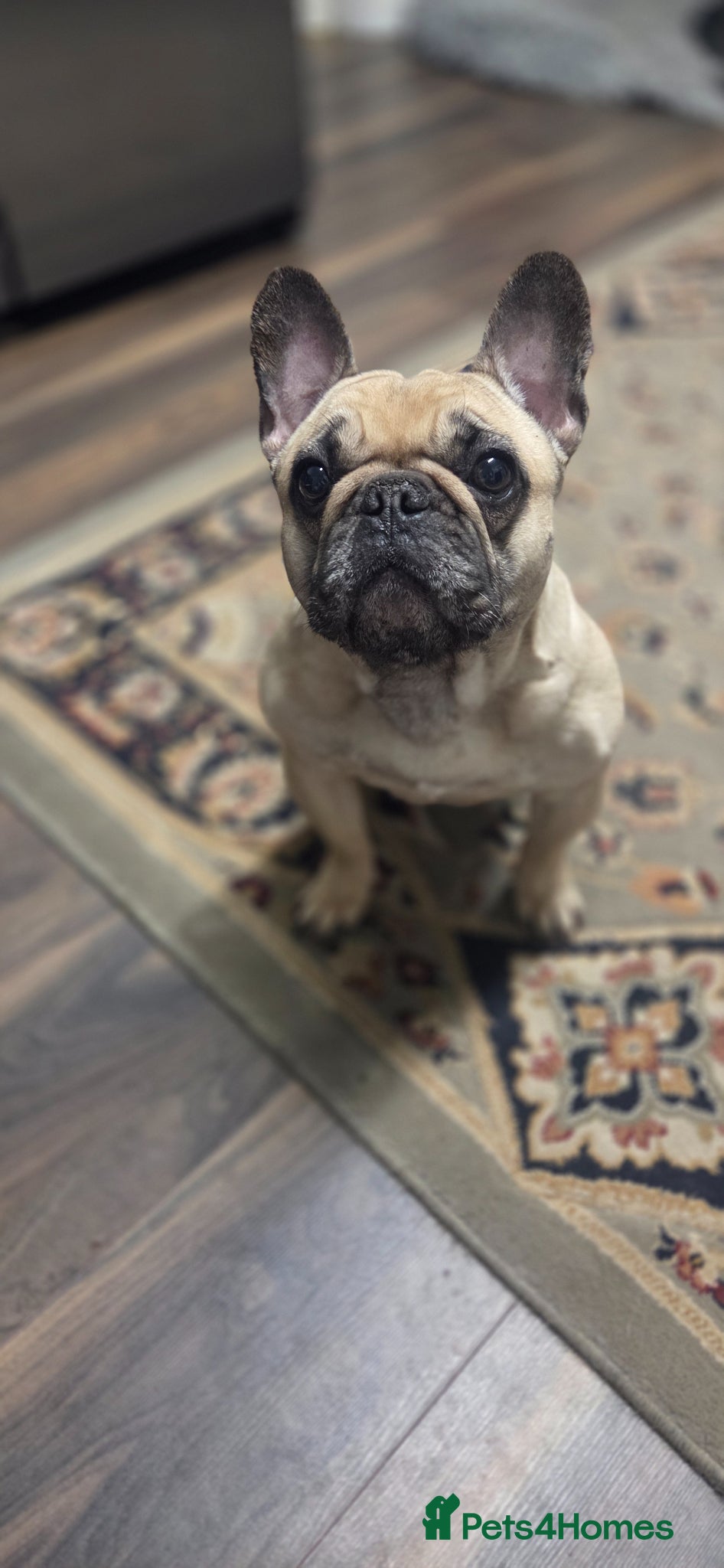 French Bulldog dogs for sale: French bulldog - Advert 1