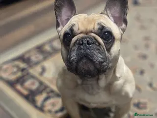French Bulldog dogs French bulldog - Advert 1