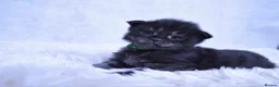 Maine Coon cats for sale: TICA Maine coon kittens - Advert 19