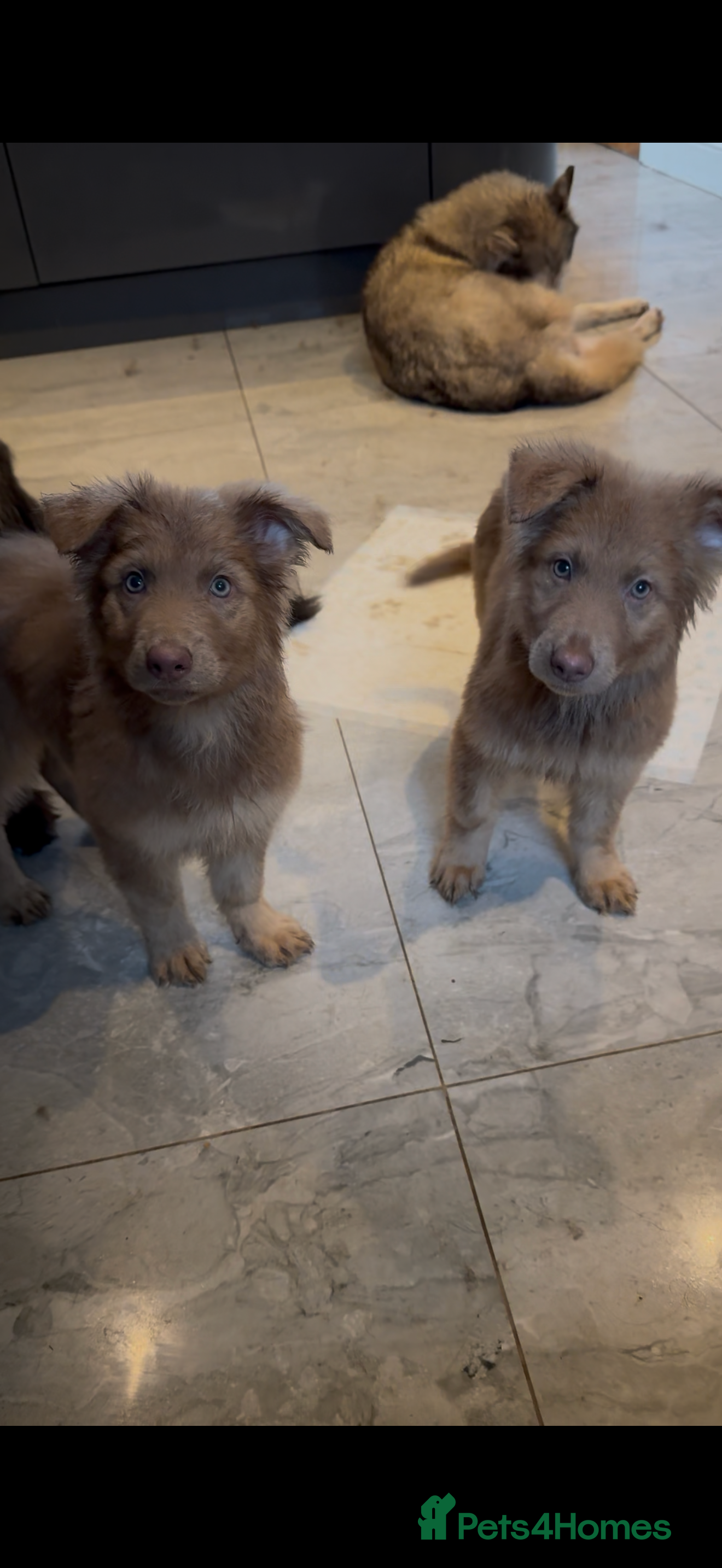 German Shepherd dogs Gorgeous long hair Isabelle cream German shepherd - Advert 4