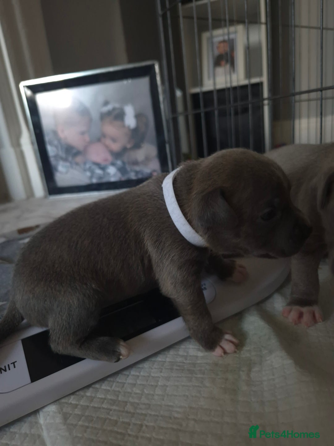 Staffordshire Bull Terrier dogs for sale: 5 staffordshire bull terrier puppies  - Advert 19