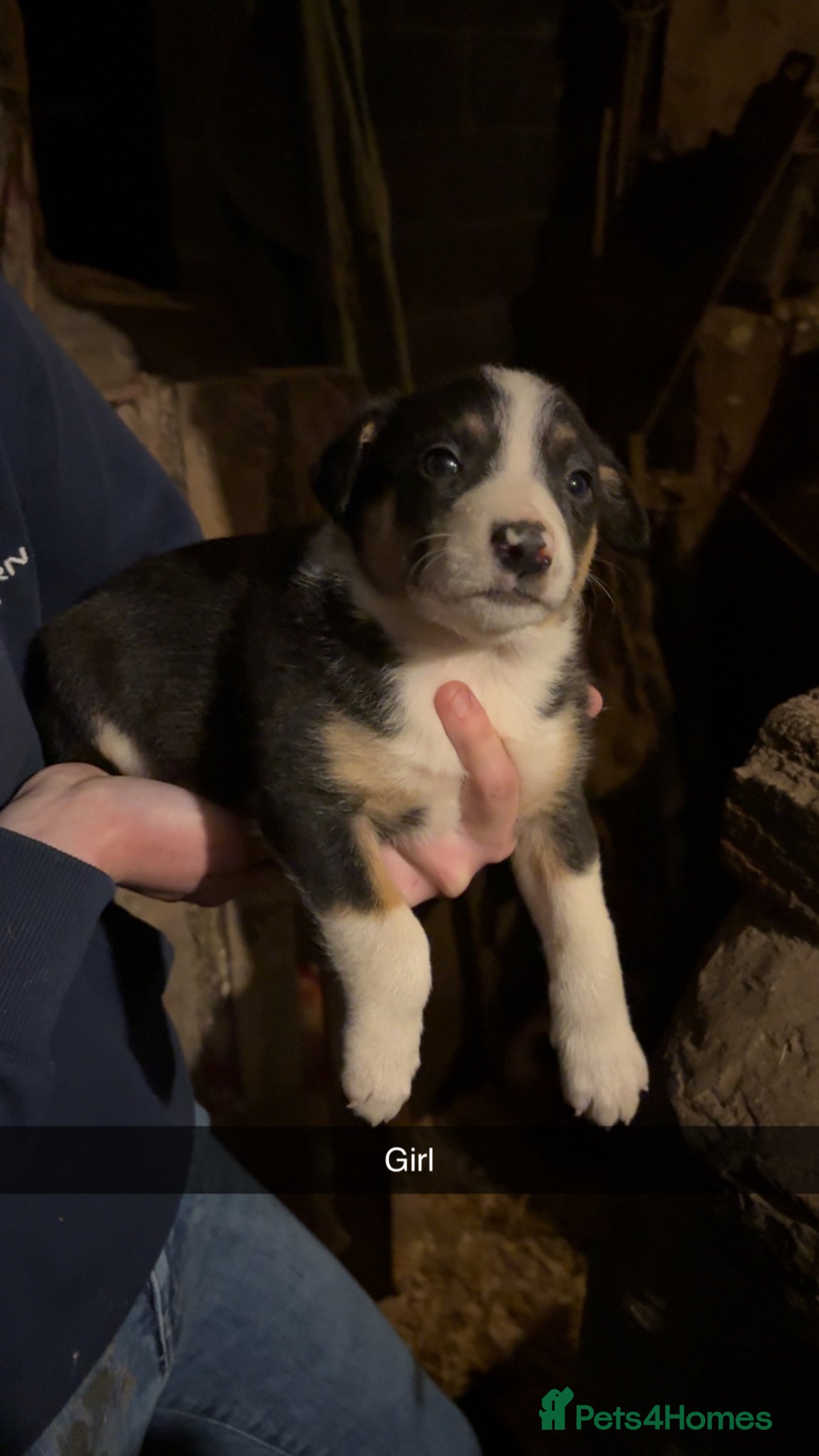 Mixed Breed dogs 8 Collie puppies for sale  - Advert 2