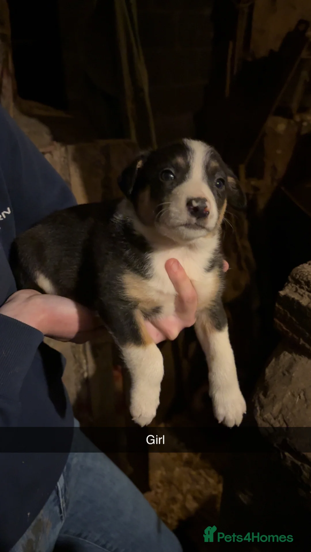 Mixed Breed dogs for sale: 8 Collie puppies for sale  in Newtown - Advert 2