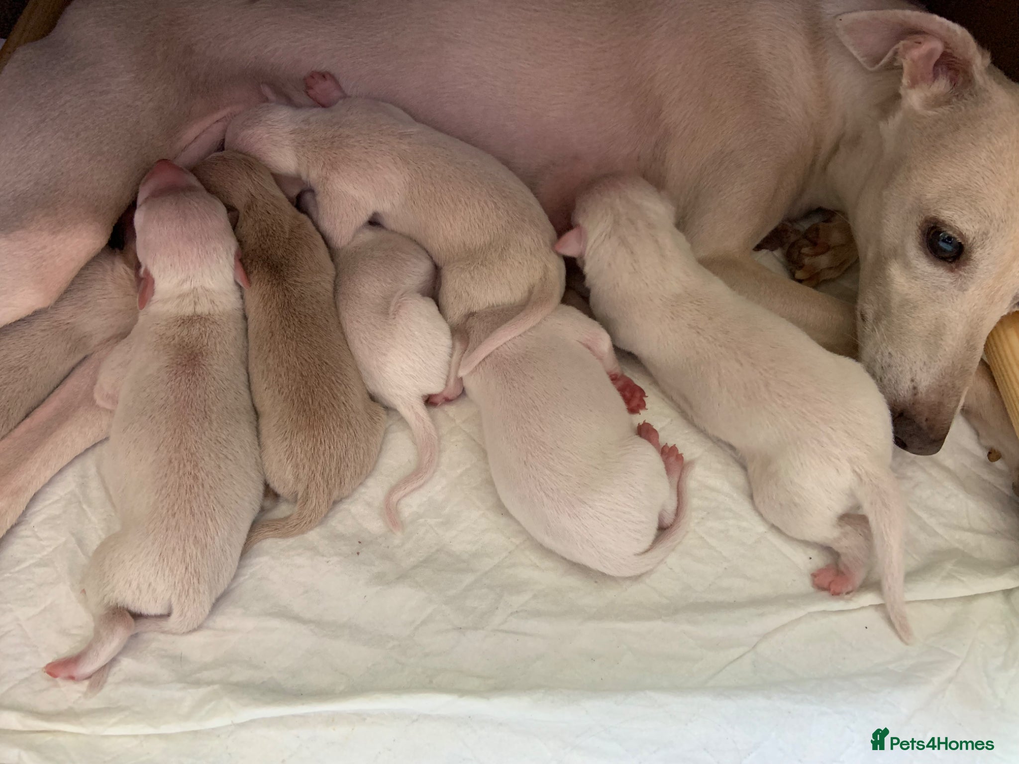 Italian Greyhound dogs KC Italian greyhound puppies East. Europ lineage - Advert 2