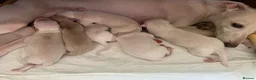 Italian Greyhound dogs for sale: KC Italian greyhound puppies East. Europ lineage - Advert 16