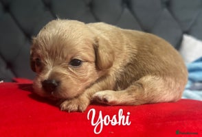 Chipoo dogs 1 male £800 and female fluffy chipoo ready soon - Advert 2