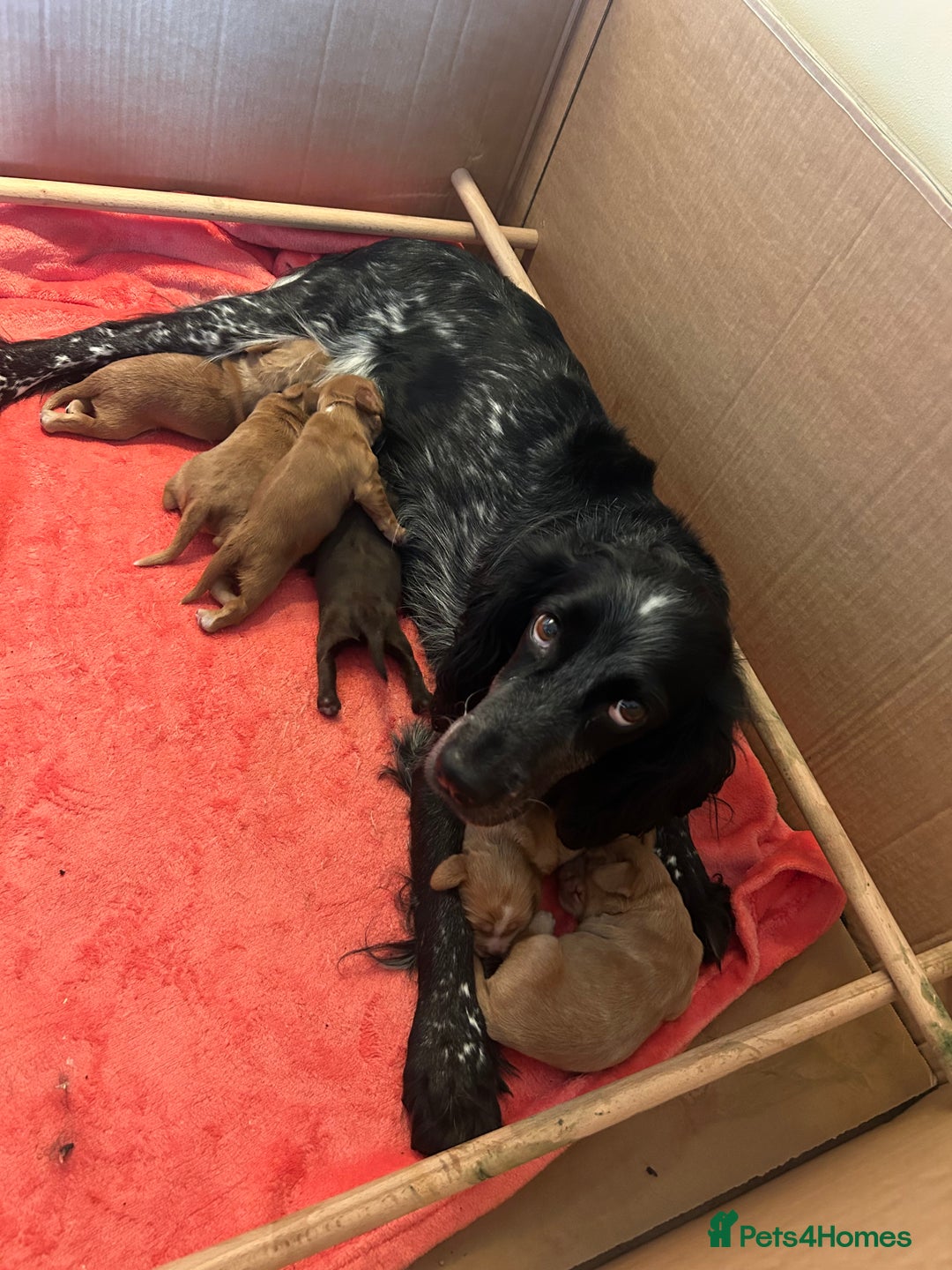 Sprocker dogs for sale: Beautiful Sprocker Puppies For Sale  - Advert 1