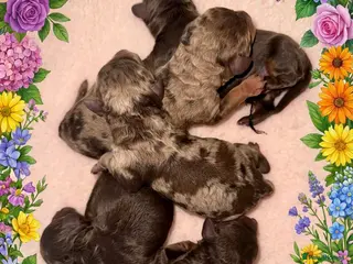 Cockapoo dogs DNA TESTED, Stunning Cockapoo Pups, Ready 5th june - Advert 3