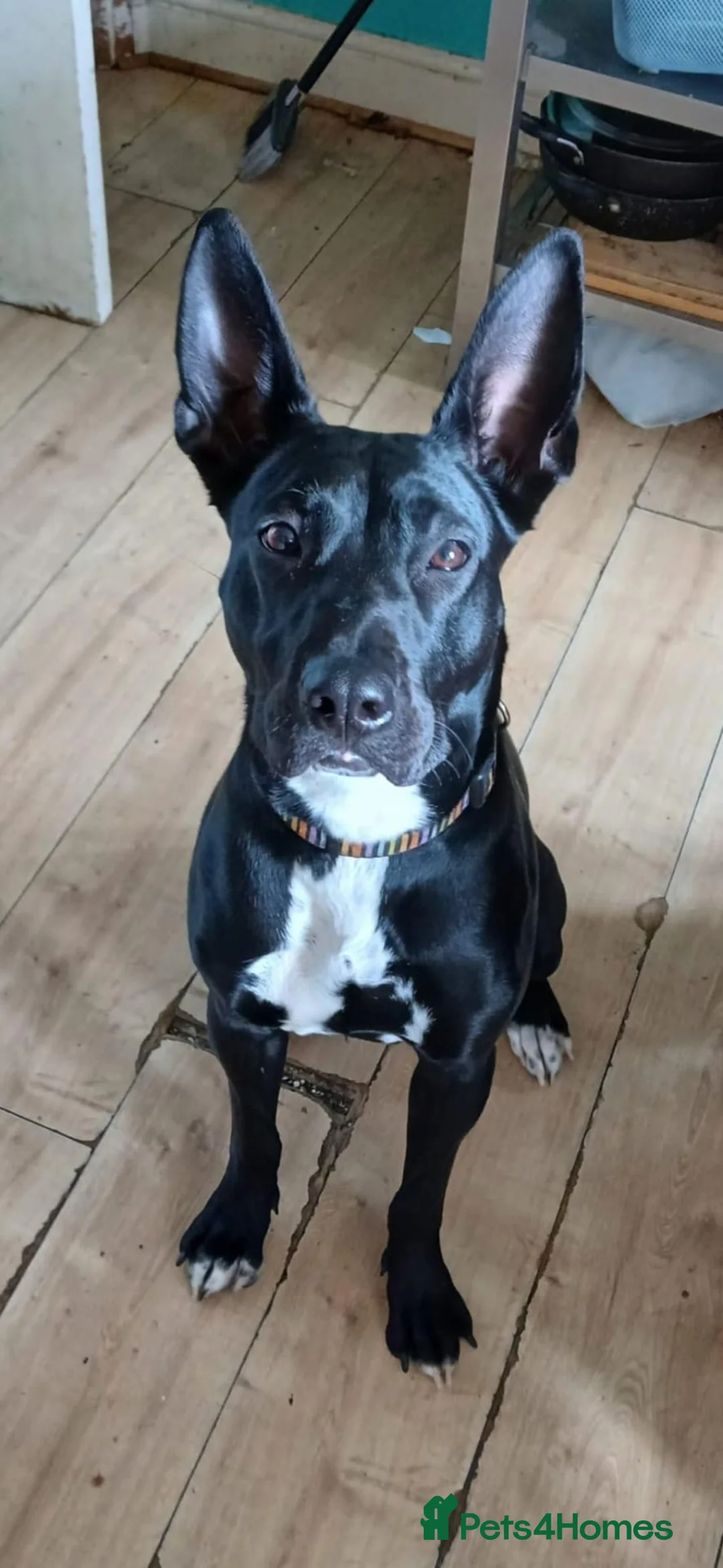 Belgian Shepherd Dog dogs for sale: Luna the mali in Leeds - Advert 1