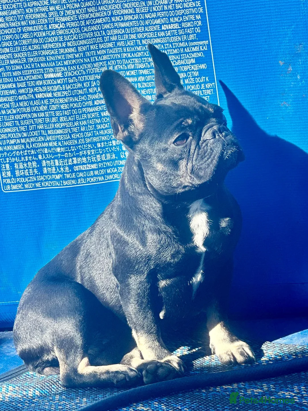 French Bulldog dogs for sale: Frenchie puppy female - Advert 2