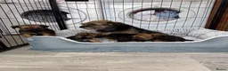 Border Terrier dogs for sale: Stunning Border Terrier Pups - Advert 7