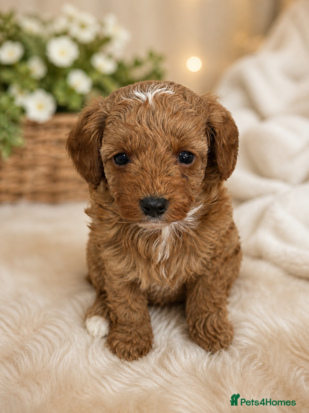 Cavapoo dogs extensively health tested toy cavapoo Girl puppy - Advert 8