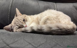 British Shorthair cats for sale: Beautiful white bsh w black strips - Image 3