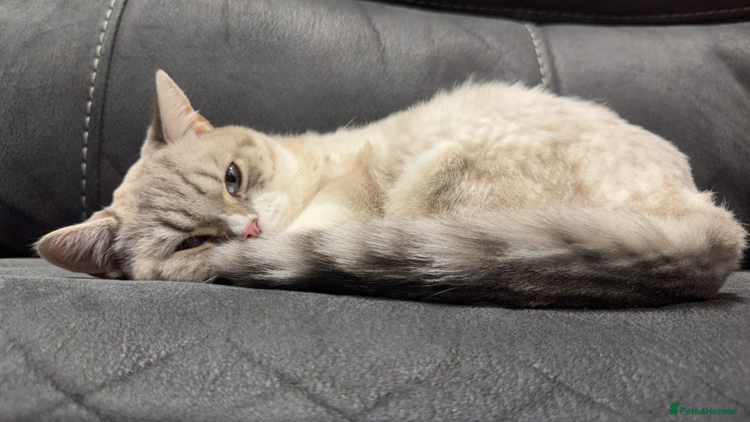 British Shorthair cats for sale: Beautiful white bsh w black strips - Image 3