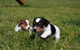 Jack Russell dogs for sale: Jack Russel puppies for sale  - Image 13