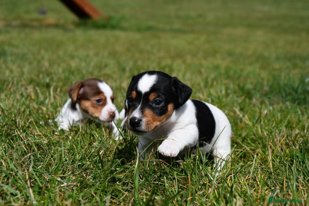 Jack Russell dogs for sale: Jack Russel puppies for sale  - Image 13