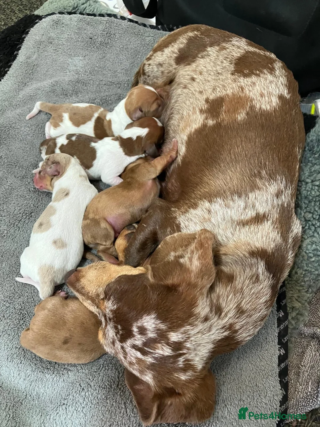 Dachshund dogs for sale: Dachshund Ready To Find Their Forever Family in Manchester - Advert 1