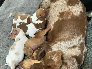 Dachshund dogs Dachshund Ready To Find Their Forever Family - Advert 1