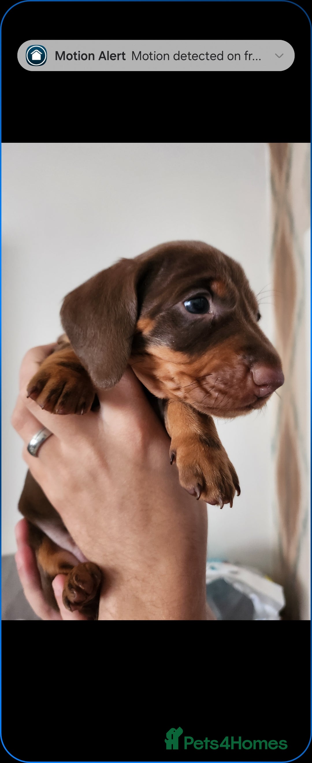 Miniature Dachshund dogs for sale: Mini choc and tan dachshund puppies in Congleton - Image 10