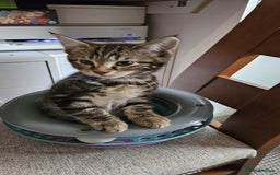 Russian Blue cats for sale: Mix Russian Blue and Maine Coon  - Image 6
