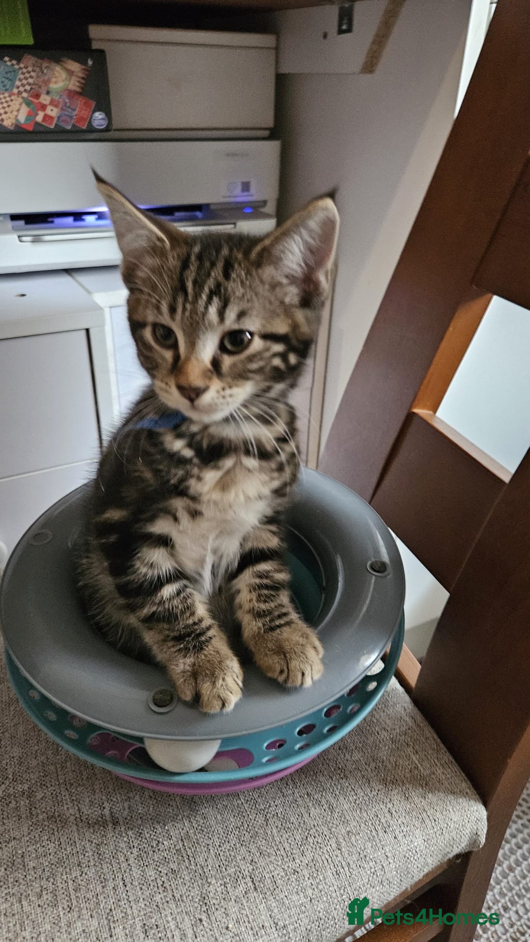 Russian Blue cats for sale: Mix Russian Blue and Maine Coon  - Image 6
