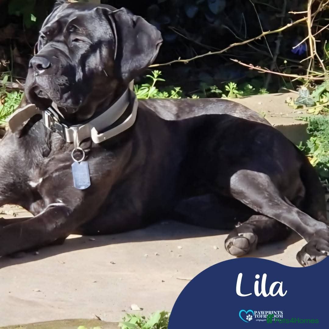 Mixed Breed dogs Meet Lila, currently residing in Norfolk - Advert 1