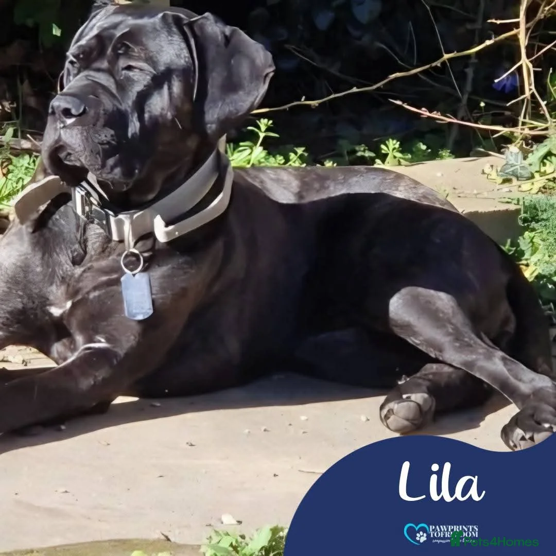 Mixed Breed dogs for adoption: Meet Lila, currently residing in Norfolk in Norwich - Advert 1