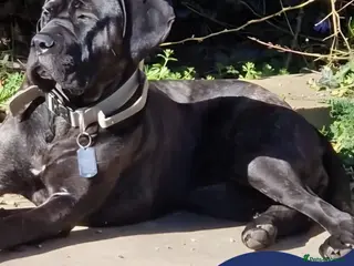 Mixed Breed dogs Meet Lila, currently residing in Norfolk - Advert 1