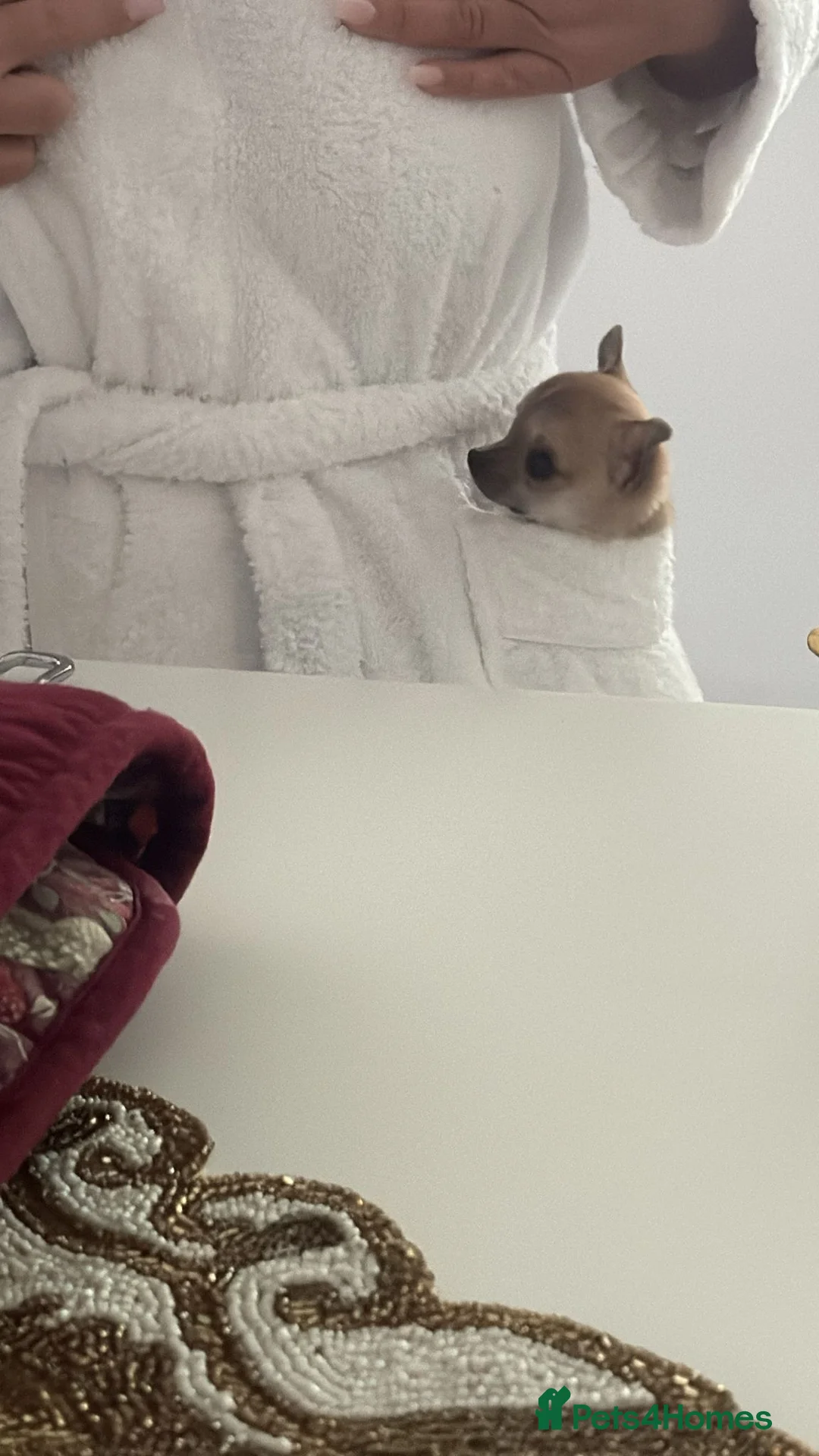 Chihuahua dogs for sale: Teacup smooth coat Chihuahua  - Advert 2