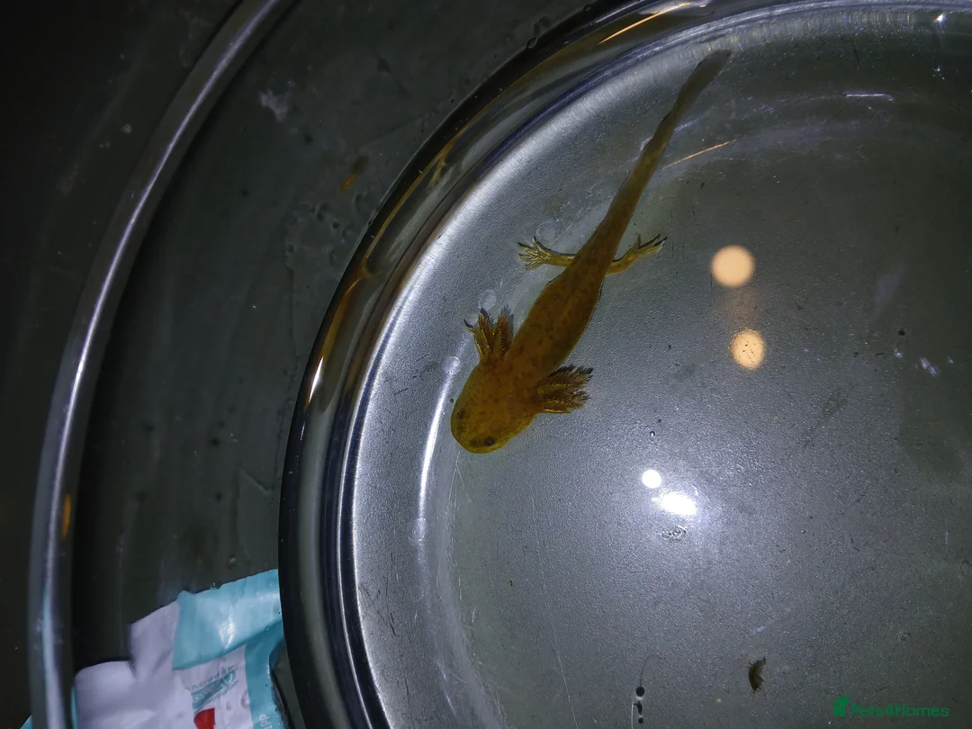 Other/Mixed Breed fish for sale: Axolotls babies gold and copper  - Advert 12