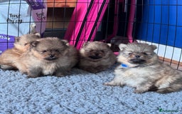 Pomeranian dogs for sale: 🏆 KC HEALTH TESTED POMERANIAN PUPPIES 🏆  - Image 3