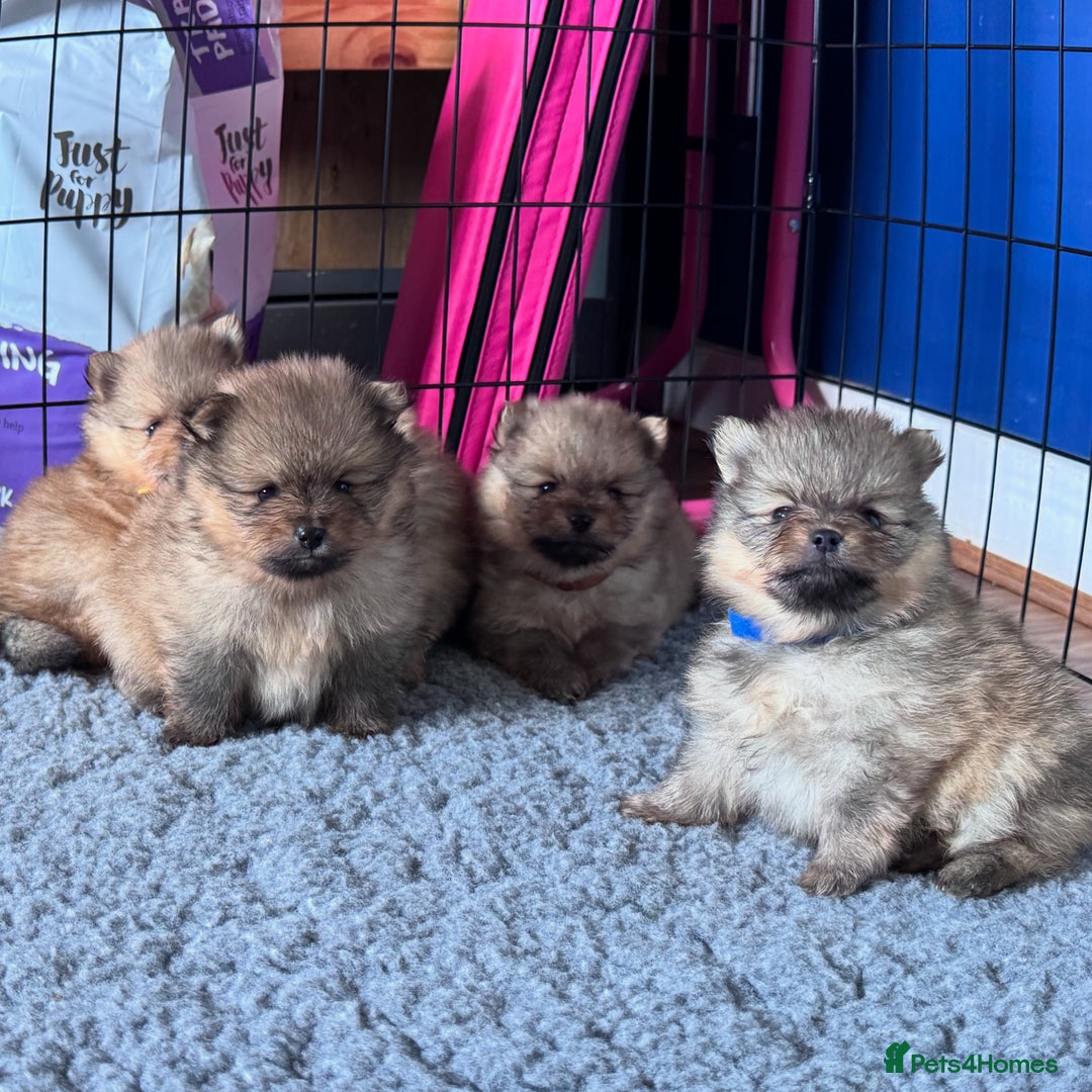 Pomeranian dogs for sale: 🏆 KC HEALTH TESTED POMERANIAN PUPPIES 🏆  - Image 3