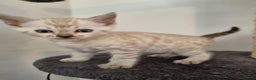 Bengal cats for sale: Pure Bengal kittens ready to reserve - Advert 13
