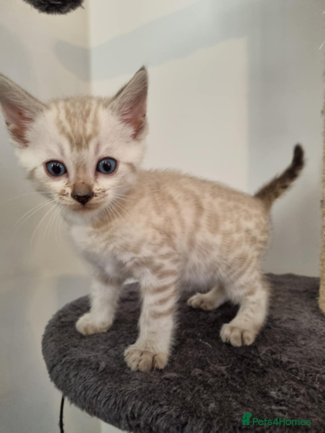 Bengal cats for sale: Pure Bengal kittens ready to reserve - Advert 13