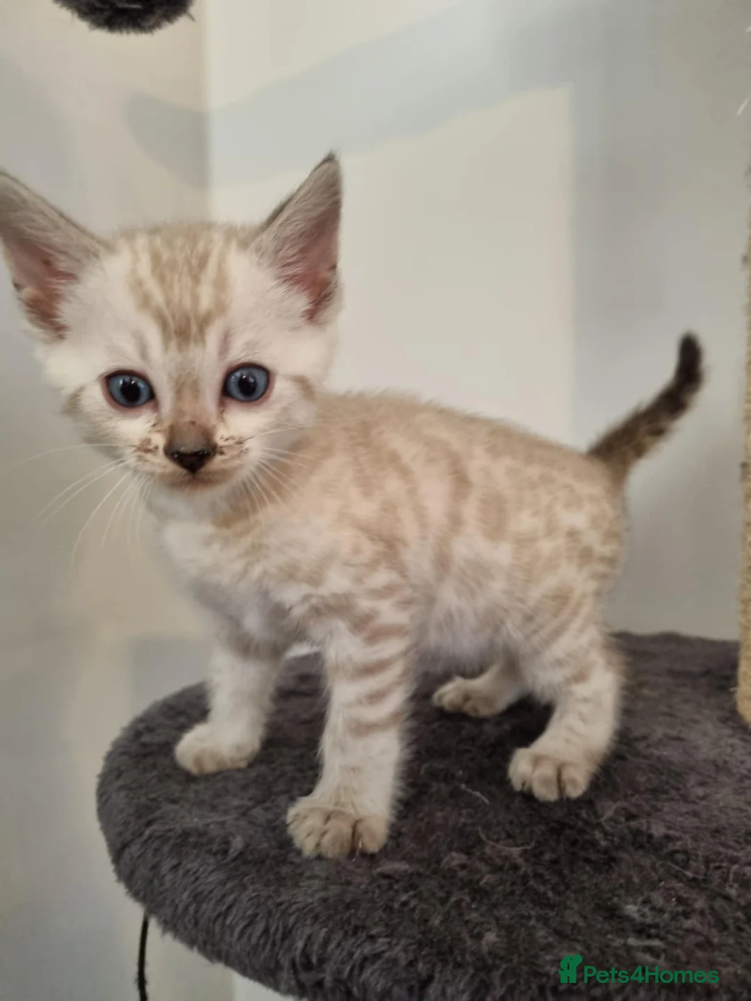 Bengal cats for sale: Pure Bengal kittens ready to reserve - Advert 14