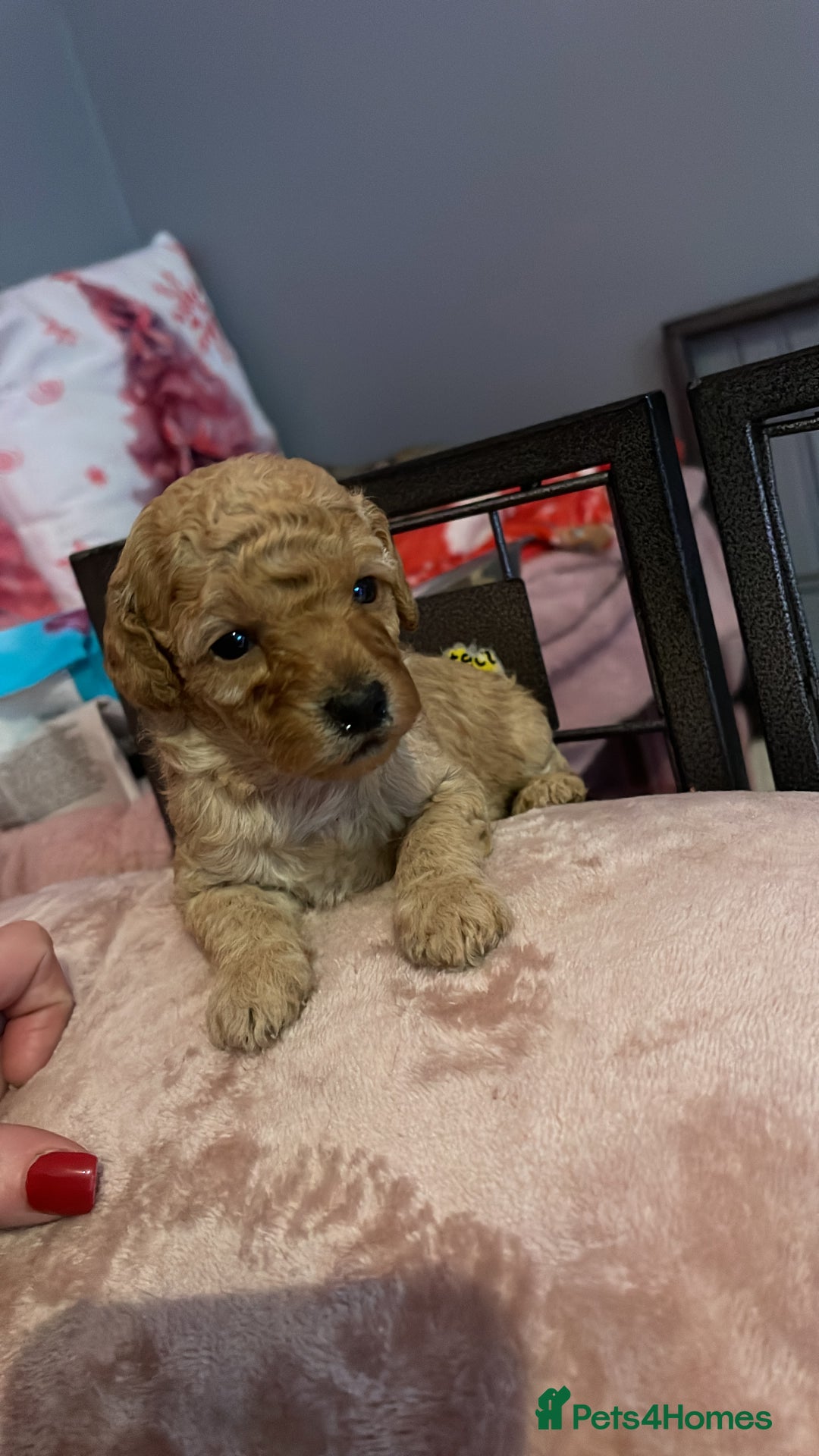 Toy Poodle dogs for sale: Stunning toy poodle puppies - Advert 13