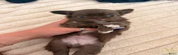 Chihuahua dogs for sale: Stunning Thai lines chocolate male  - Advert 9