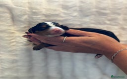 Bernedoodle dogs for sale: Health tested F1 tri bernedoodles last pup - Image 5
