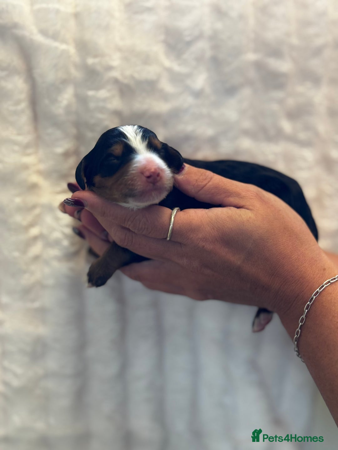 Bernedoodle dogs for sale: Health tested F1 tri bernedoodles last pup - Image 5