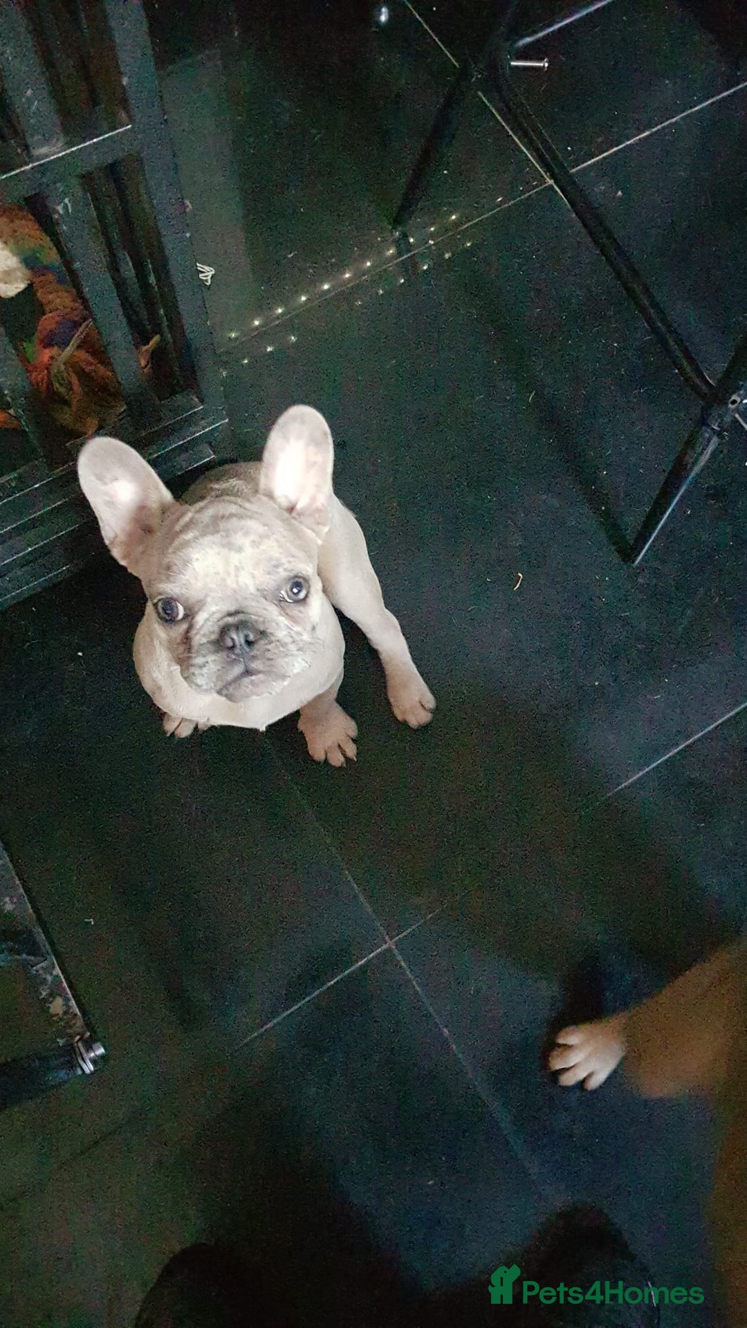 French Bulldog dogs for sale: Platinum isabella male frenchie - Image 1