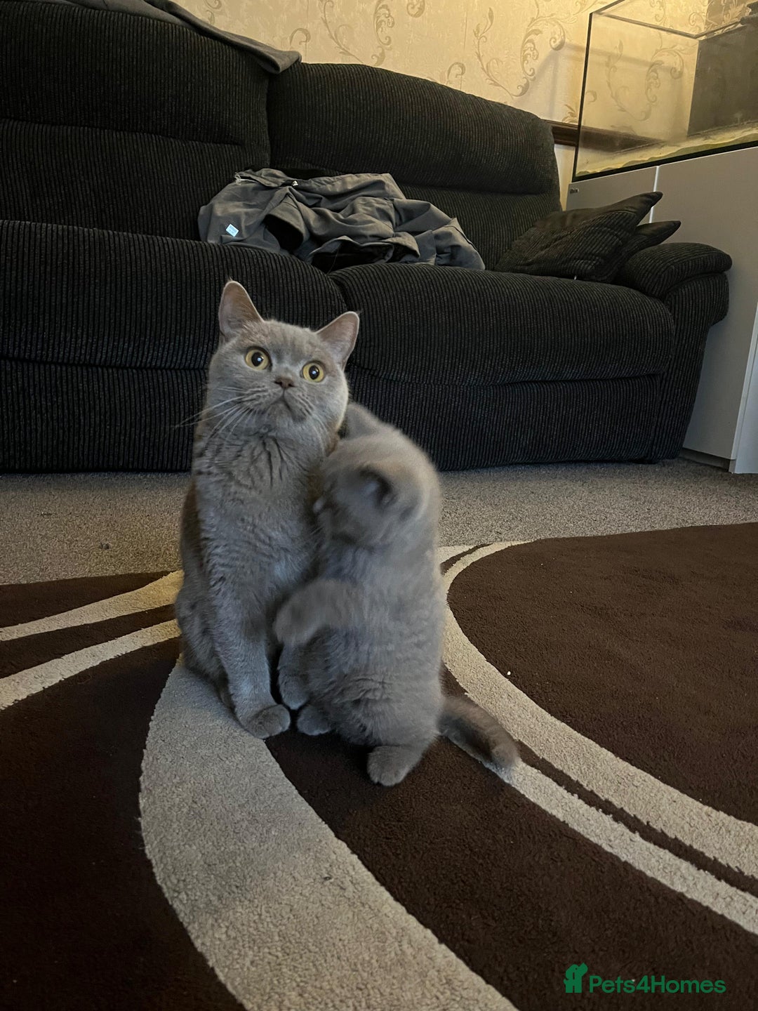British Shorthair cats for sale: 1 beautiful BSH pedigree girl remaining🐾  - Advert 2