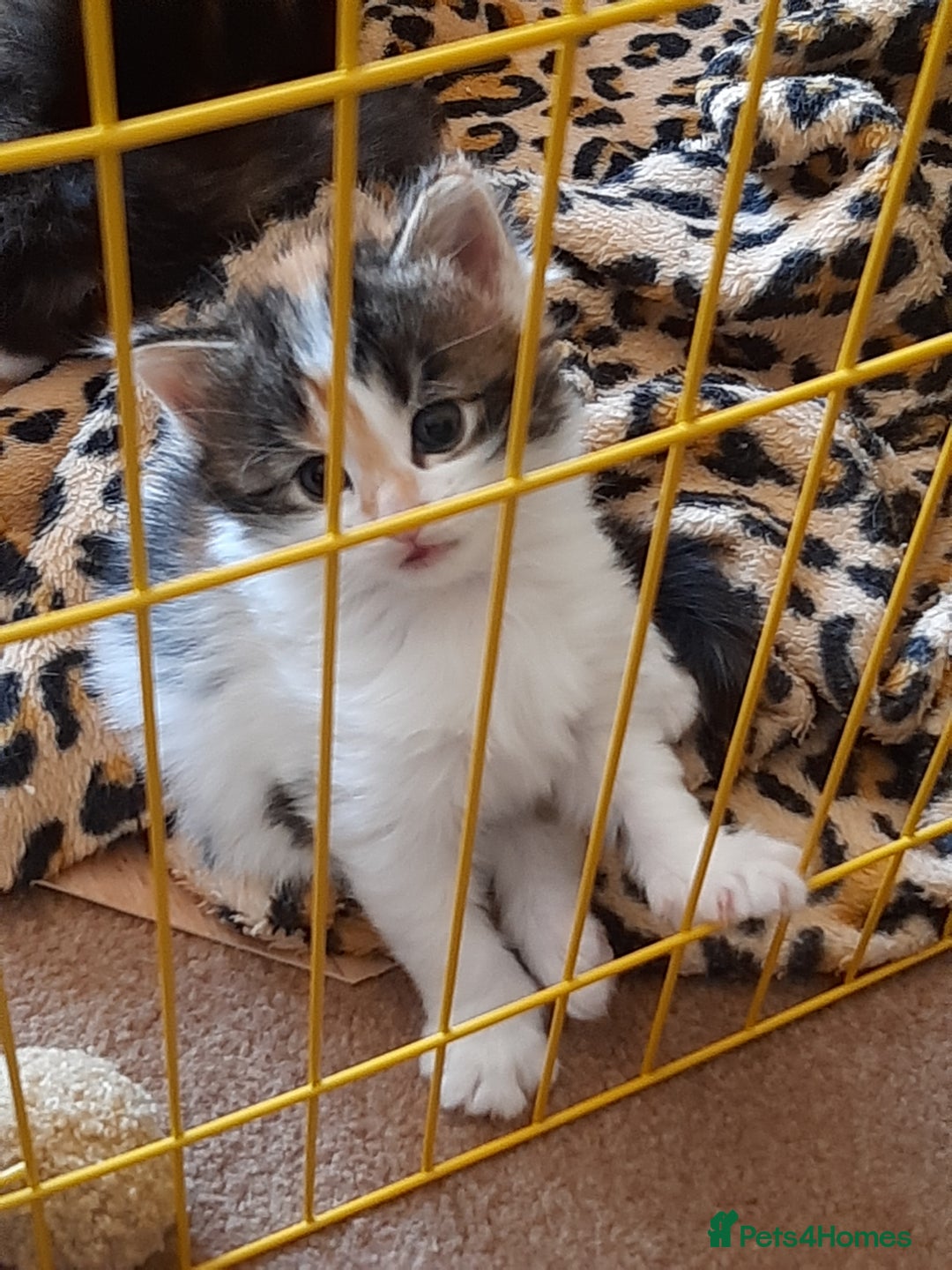 Maine Coon cats for sale: Maine Coon kittens  - Image 13