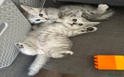 Mixed Breed cats for sale: Persian Chinchilla and British Shorthair  - Image 7