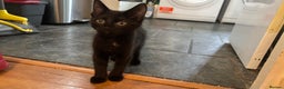 Mixed Breed cats for sale: 2 female black kittens and a tabby male  - Advert 1